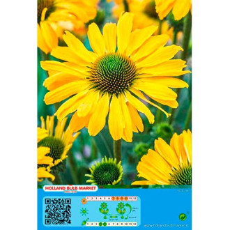 Echinacea Yellow interface.image 3