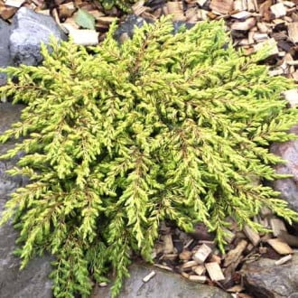 Enebro Goldschatz photo 13 Enebro Goldschatz interface.image 13