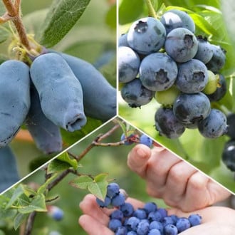 Set de arándanos Sweetheart, 3 plantas photo 17 Set de arándanos Sweetheart, 3 plantas interface.image 17