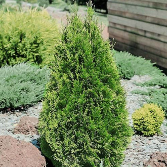 Erizo occidental (Thuja) Smaragd, Р9 interface.image 6