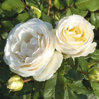 Rosa floribunda Pearl Vaza®, C3 interface.image 1