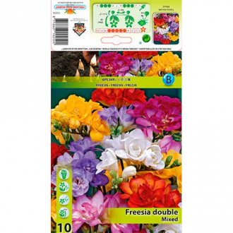 Freesia Doble Mixta interface.image 1