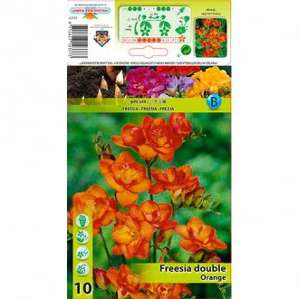 Freesia Doble Naranja interface.image 6