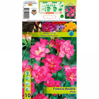 Freesia Doble Rosa interface.image 4