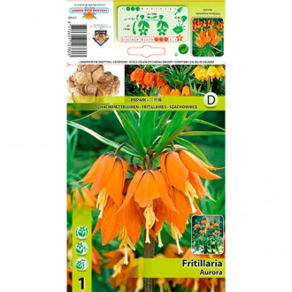 Fritillaria Aurora interface.image 3