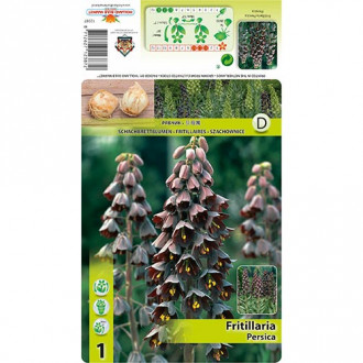 Fritillaria Persica interface.image 1