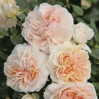 Rosa floribunda Garden of Roses®, C5 interface.image 1