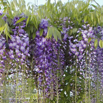 Glicina (Wisteria) Sueño Azul, С2 interface.image 3