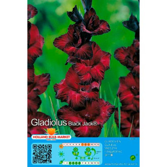 Gladiolo Black Jack interface.image 6