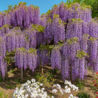 Glicina (Wisteria) Chine Blue, С2 interface.image 1