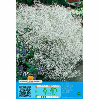 Gypsophila Panicul. White interface.image 1