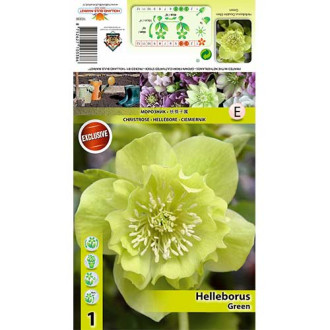 Helleborus Double Ellen Green interface.image 1