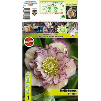 Helleborus Double Ellen Picotee interface.image 3