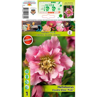 Helleborus Double Ellen Pink interface.image 3