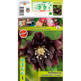 Helleborus Double Ellen Purple interface.image 4