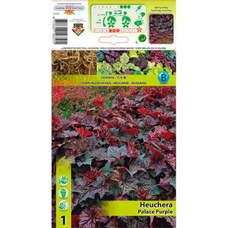 Heuchera Palace Purple interface.image 4