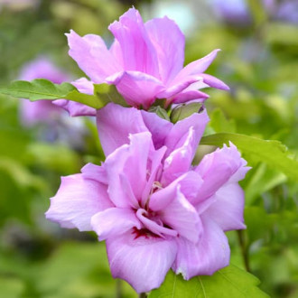 Hibisco (Syrian Hibiscus) Ardens, P9 interface.image 6