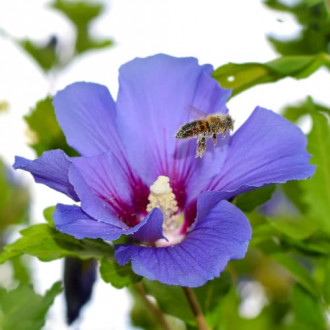 Hibisco (Syrian Hibiscus) Pájaro Azul, P9 interface.image 4