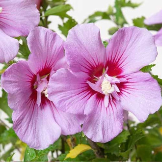 Hibiscus (Syrian Ketia) Maike, P9 interface.image 14