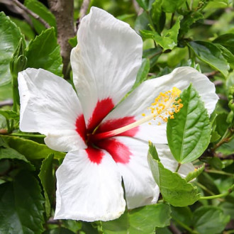 Hibisco (Syriana syriaca) Corazón rojo, P9 interface.image 1