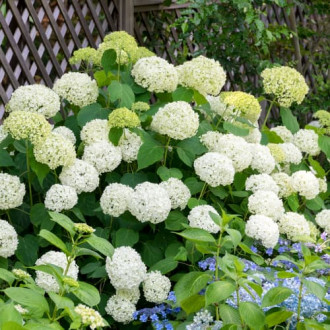 Hortensia de matorral Annabelle, P9 interface.image 1