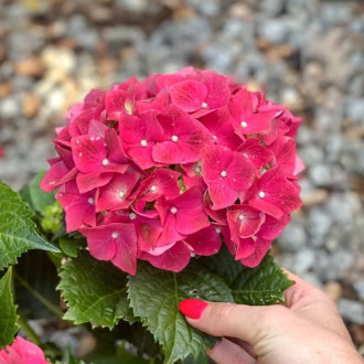 Hortensia de jardín Alpenglühen, C2 interface.image 2