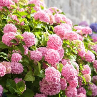 Hortensia de jardín Bouquet Rose, P9 interface.image 4