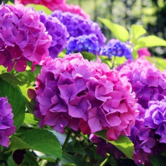 Hortensia de jardín Hamburgo, P9 interface.image 5