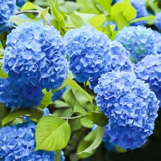 Hortensia de jardín Nikko Blue, P9 interface.image 6