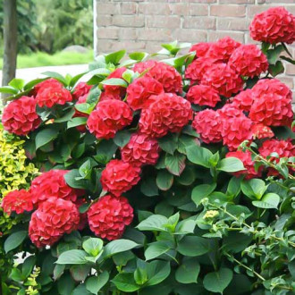 Hortensia de jardín Red Miss Hepburn, P9 interface.image 3