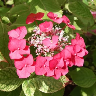 Hortensia de jardín Rotkehlchen, C2 interface.image 5