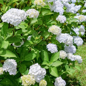 Hortensia de jardín Soeur Thérèse, C2 interface.image 2