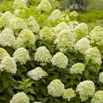 Hortensia en ramo Limelight PBR, С2 interface.image 6