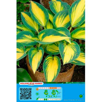 Hosta Remember Me interface.image 3