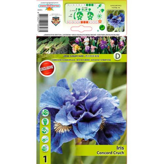 Iris Concord Crush interface.image 6