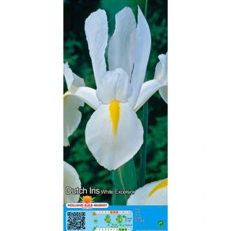 Iris Hollandais Blanco interface.image 3