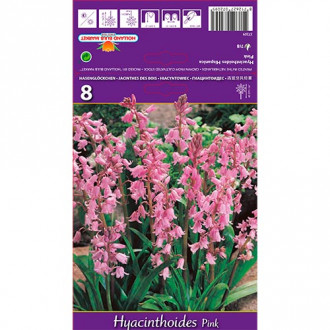 Hyacinthoides Rosa interface.image 3