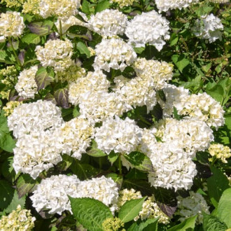 Hortensia de jardín Madame Emile Mouillere, C2 interface.image 1