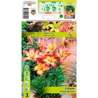 Lilium Costa del Sol interface.image 3