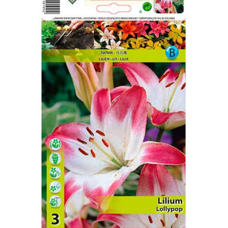 Lilium Lollypop interface.image 1