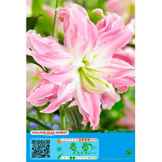 Lilium Lotus Elegance interface.image 2