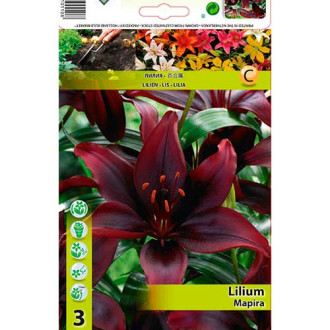 Lilium Mapira interface.image 1