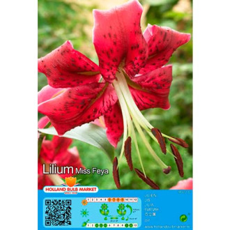 Lilium Miss Feya interface.image 1