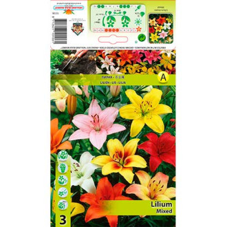 Lilium Mixed interface.image 2