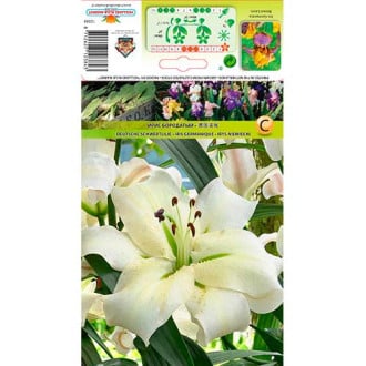 Lilium Pretty women interface.image 1