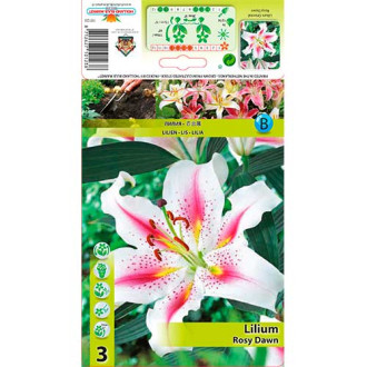 Lilium Rosy Dawn interface.image 2