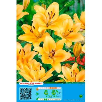 Lilium Salmon Classic interface.image 6