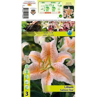 Lilium Salmon Star interface.image 6