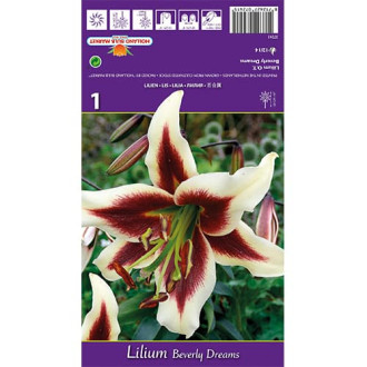 Lirio Beverly Dreams interface.image 4