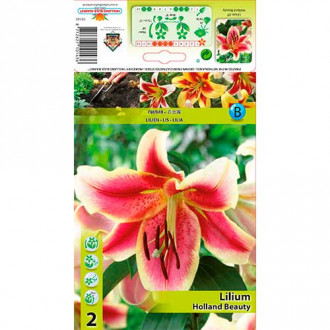 Lys Holland Beauty interface.image 1